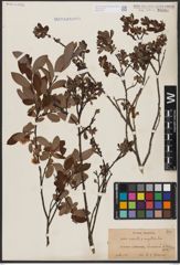 Foto von Salix aurita L. x Salix myrtilloides L.